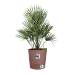 greensense aqua care round 30cm marrone argilla